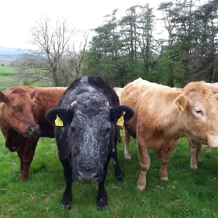 Tawnylust Fab 1-bed In Leitrim Appartement